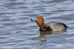 Redhead, Aythya americana