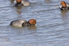 Redhead, Aythya americana