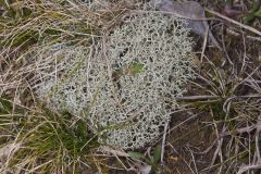 Reindeer Moss, Cladonia rangiferina