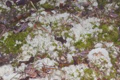 Reindeer Moss, Cladonia rangiferina