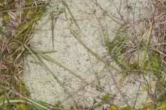 Reindeer Moss, Cladonia rangiferina