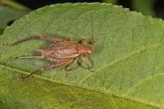 Restless Bush Cricket, hapithus agitator