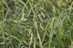 Rice Cutgrass, Leersia oryzoides