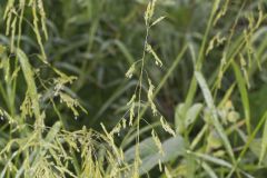 Rice Cutgrass, Leersia oryzoides