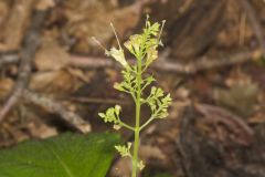 Richweed, Collinsonia canadensis