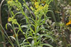 Riddell's Goldenrod, Solidago riddellii