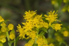 Riddell's Goldenrod, Solidago riddellii