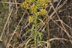 Riddell's Goldenrod, Solidago riddellii