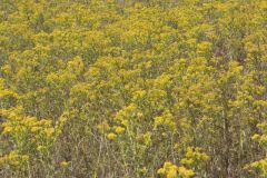 Riddell's Goldenrod, Solidago riddellii