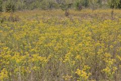 Riddell's Goldenrod, Solidago riddellii