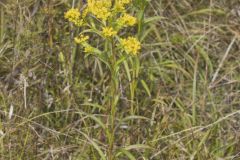 Riddell's Goldenrod, Solidago riddellii