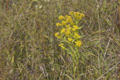 Riddell's Goldenrod, Solidago riddellii