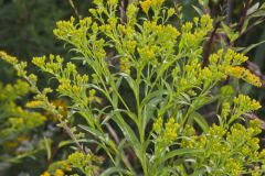 Riddell's Goldenrod, Solidago riddellii