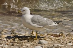 Ring-billed Gull, Larus delawarensis