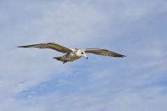 Ring-billed Gull, Larus delawarensis