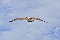 Ring-billed Gull, Larus delawarensis