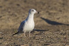 Ring-billed Gull, Larus delawarensis