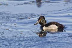 Ring-necked Duck, Aythya collaris