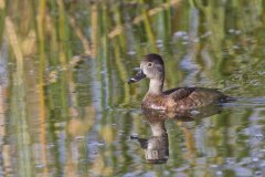 Ring-necked Duck, Aythya collaris