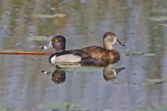 Ring-necked Duck, Aythya collaris