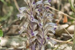 River Broomrape, Orobanche riparia