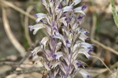 River Broomrape, Orobanche riparia