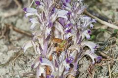 River Broomrape, Orobanche riparia