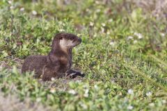 River Otter, Lontra canadensis