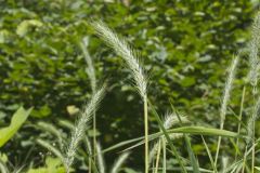 Riverbank Wildrye, Elymus riparius