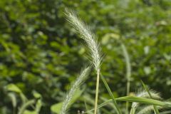 Riverbank Wildrye, Elymus riparius