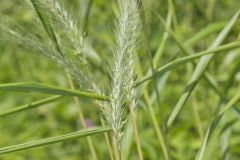 Riverbank Wildrye, Elymus riparius