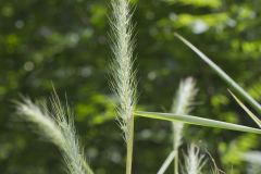 Riverbank Wildrye, Elymus riparius