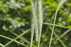 Riverbank Wildrye, Elymus riparius