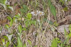 Robin's Plantain, Erigeron pulchellus