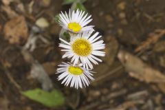 Robin's Plantain, Erigeron pulchellus