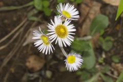 Robin's Plantain, Erigeron pulchellus