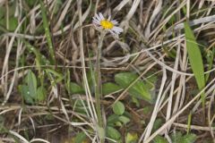 Robin's Plantain, Erigeron pulchellus