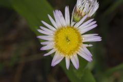 Robin's Plantain, Erigeron pulchellus