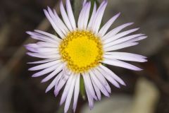 Robin's Plantain, Erigeron pulchellus