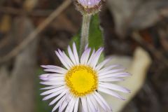 Robin's Plantain, Erigeron pulchellus