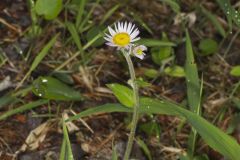 Robin's Plantain, Erigeron pulchellus