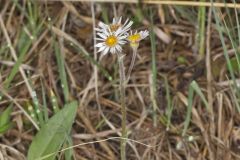 Robin's Plantain, Erigeron pulchellus