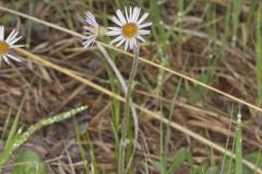 Robin's Plantain, Erigeron pulchellus