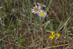 Robin's Plantain, Erigeron pulchellus