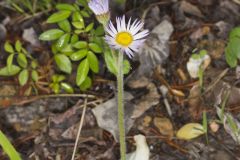 Robin's Plantain, Erigeron pulchellus