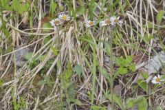 Robin's Plantain, Erigeron pulchellus