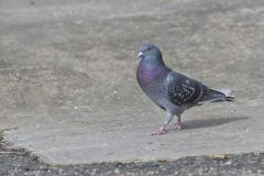 Rock Dove, Columba livia