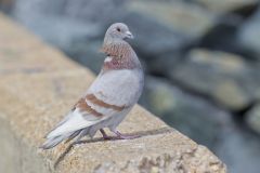 Rock Dove, Columba livia