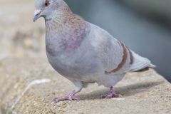 Rock Dove, Columba livia