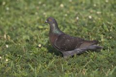 Rock Dove, Columba livia